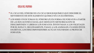 CICLO DEL FOSFORO 
• EL CICLO DEL FÓSFORO ES UN CICLO BIOGEOQUÍMICO QUE DESCRIBE EL 
MOVIMIENTO DE ESTE ELEMENTO QUÍMICO EN UN ECOSISTEMA. 
• LOS SERES VIVOS TOMAN EL FÓSFORO (P) EN FORMA DE FOSFATOS A PARTIR 
DE LAS ROCAS FOSFATADAS, QUE MEDIANTE METEORIZACIÓN SE 
DESCOMPONEN Y LIBERAN LOS FOSFATOS. ÉSTOS PASAN A LOS VEGETALES 
POR EL SUELO Y, SEGUIDAMENTE, PASAN A LOS ANIMALES. CUANDO ÉSTOS 
EXCRETAN, LOS DESCOMPONEDORES ACTÚAN VOLVIENDO A PRODUCIR 
FOSFATOS. 
 