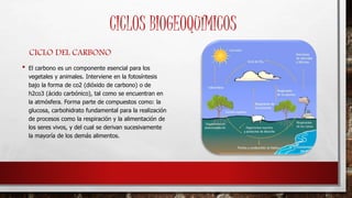CICLOS BIOGEOQUÍMICOS 
CICLO DEL CARBONO 
• El carbono es un componente esencial para los 
vegetales y animales. Interviene en la fotosíntesis 
bajo la forma de co2 (dióxido de carbono) o de 
h2co3 (ácido carbónico), tal como se encuentran en 
la atmósfera. Forma parte de compuestos como: la 
glucosa, carbohidrato fundamental para la realización 
de procesos como la respiración y la alimentación de 
los seres vivos, y del cual se derivan sucesivamente 
la mayoría de los demás alimentos. 
 
