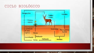 CICLO BIOLÓGICO 
 