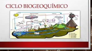 CICLO BIOGEOQUÍMICO 
 
