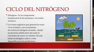 CICLO DEL NITRÓGENO 
• Nitrógeno.- Es un componente 
fundamental de las proteínas y los ácidos 
nucleicos . 
• Los restos orgánicos que generan los seres 
vivos al morir y sus excrementos 
devuelven el nitrógeno al medio , donde 
las bacterias nitrificantes del suelo lo 
convierten de nuevo en nitratos. De este 
modo el nitrógeno vuelve a estar 
disponible para los productores 
 