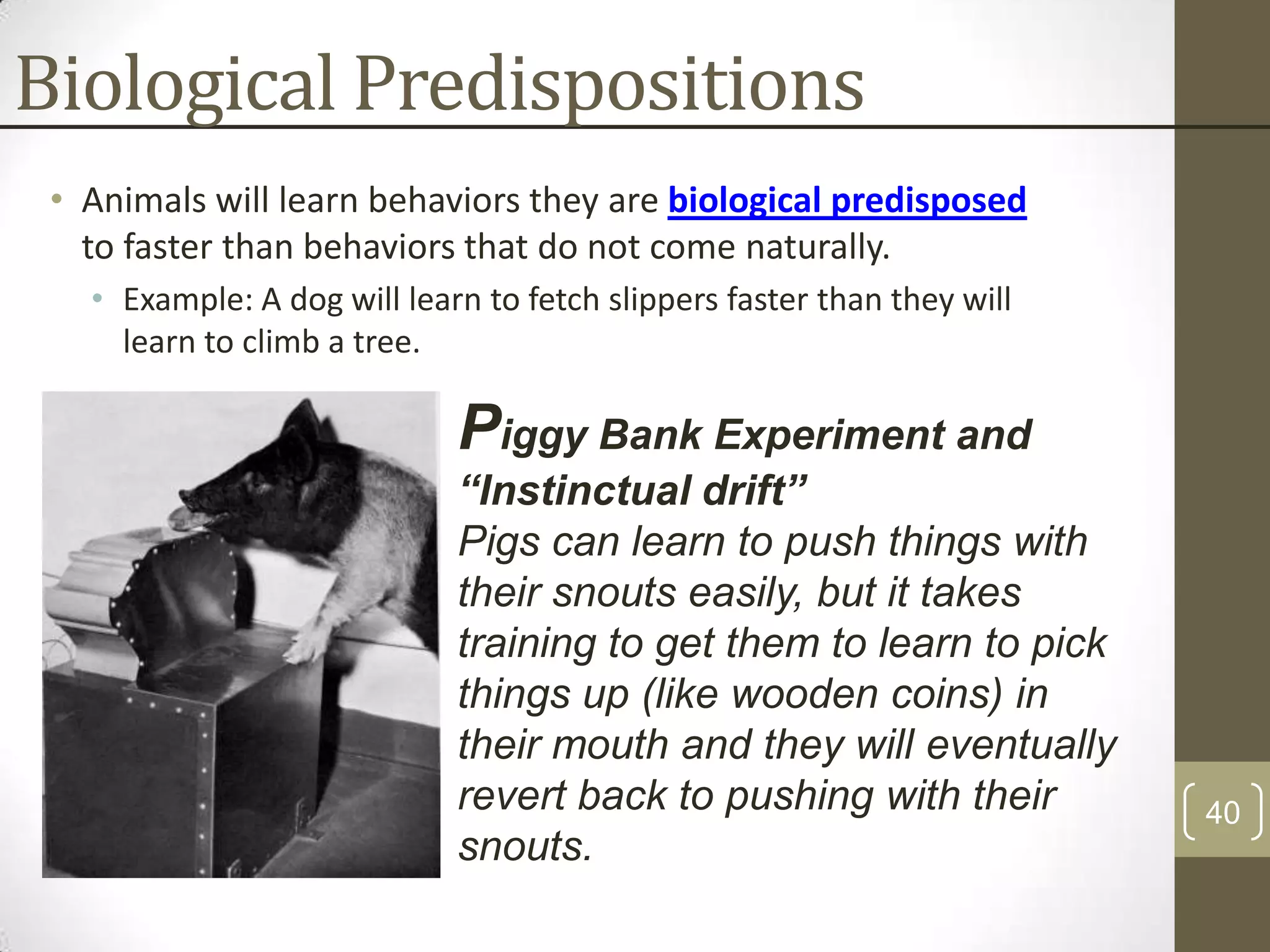 Biological Predispositions
• Animals will learn behaviors they are biological predisposed
to faster than behaviors that do not come naturally.
• Example: A dog will learn to fetch slippers faster than they will
learn to climb a tree.

Piggy Bank Experiment and
“Instinctual drift”
Pigs can learn to push things with
their snouts easily, but it takes
training to get them to learn to pick
things up (like wooden coins) in
their mouth and they will eventually
revert back to pushing with their
snouts.

40

 