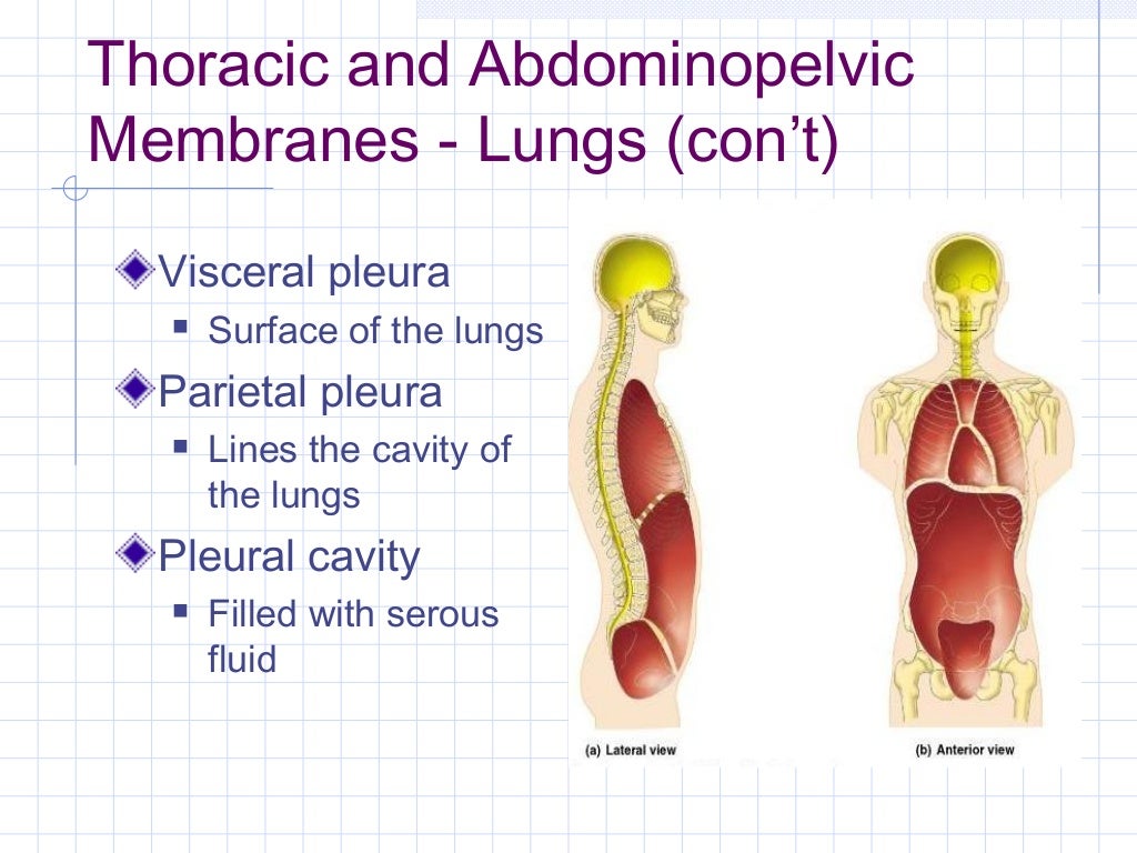 A & p lecture 1 082310 intro, descriptive anatomy, anatomical term…