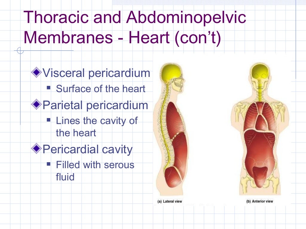 A & p lecture 1 082310 intro, descriptive anatomy, anatomical term…