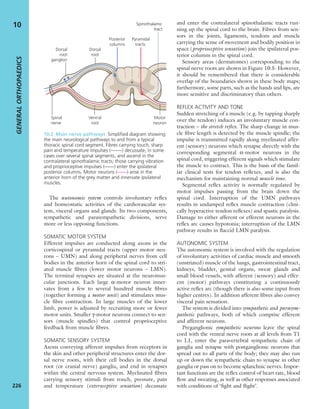 The autonomic system controls involuntary reﬂex
and homeostatic activities of the cardiovascular sys-
tem, visceral organs and glands. Its two components,
sympathetic and parasympathetic divisions, serve
more or less opposing functions.
SOMATIC MOTOR SYSTEM
Efferent impulses are conducted along axons in the
corticospinal or pyramidal tracts (upper motor neu-
rons – UMN) and along peripheral nerves from cell
bodies in the anterior horn of the spinal cord to stri-
ated muscle ﬁbres (lower motor neurons – LMN).
The terminal synapses are situated at the neuromus-
cular junctions. Each large α-motor neuron inner-
vates from a few to several hundred muscle ﬁbres
(together forming a motor unit) and stimulates mus-
cle ﬁbre contraction. In large muscles of the lower
limb, power is adjusted by recruiting more or fewer
motor units. Smaller γ-motor neurons connect to sen-
sors (muscle spindles) that control proprioceptive
feedback from muscle ﬁbres.
SOMATIC SENSORY SYSTEM
Axons conveying afferent impulses from receptors in
the skin and other peripheral structures enter the dor-
sal nerve roots, with their cell bodies in the dorsal
root (or cranial nerve) ganglia, and end in synapses
within the central nervous system. Myelinated ﬁbres
carrying sensory stimuli from touch, pressure, pain
and temperature (exteroceptive sensation) decussate
and enter the contralateral spinothalamic tracts run-
ning up the spinal cord to the brain. Fibres from sen-
sors in the joints, ligaments, tendons and muscle
carrying the sense of movement and bodily position in
space (proprioceptive sensation) join the ipsilateral pos-
terior columns in the spinal cord.
Sensory areas (dermatomes) corresponding to the
spinal nerve roots are shown in Figure 10.5. However,
it should be remembered that there is considerable
overlap of the boundaries shown in these body maps;
furthermore, some parts, such as the hands and lips, are
more sensitive and discriminatory than others.
REFLEX ACTIVITY AND TONE
Sudden stretching of a muscle (e.g. by tapping sharply
over the tendon) induces an involuntary muscle con-
traction – the stretch reﬂex. The sharp change in mus-
cle ﬁbre length is detected by the muscle spindle; the
impulse is transmitted rapidly along myelinated affer-
ent (sensory) neurons which synapse directly with the
corresponding segmental α-motor neurons in the
spinal cord, triggering efferent signals which stimulate
the muscle to contract. This is the basis of the famil-
iar clinical tests for tendon reﬂexes, and is also the
mechanism for maintaining normal muscle tone.
Segmental reﬂex activity is normally regulated by
motor impulses passing from the brain down the
spinal cord. Interruption of the UMN pathways
results in undamped reﬂex muscle contraction (clini-
cally hyperactive tendon reﬂexes) and spastic paralysis.
Damage to either afferent or efferent neurons in the
reﬂex arc causes hypotonia; interruption of the LMN
pathway results in ﬂaccid LMN paralysis.
AUTONOMIC SYSTEM
The autonomic system is involved with the regulation
of involuntary activities of cardiac muscle and smooth
(unstriated) muscle of the lungs, gastrointestinal tract,
kidneys, bladder, genital organs, sweat glands and
small blood vessels, with afferent (sensory) and effer-
ent (motor) pathways constituting a continuously
active reﬂex arc (though there is also some input from
higher centres). In addition afferent ﬁbres also convey
visceral pain sensation.
The system is divided into sympathetic and parasym-
pathetic pathways, both of which comprise efferent
and afferent neurons.
Preganglionic sympathetic neurons leave the spinal
cord with the ventral nerve roots at all levels from T1
to L1, enter the paravertebral sympathetic chain of
ganglia and synapse with postganglionic neurons that
spread out to all parts of the body; they may also run
up or down the sympathetic chain to synapse in other
ganglia or pass on to become splanchnic nerves. Impor-
tant functions are the reﬂex control of heart rate, blood
ﬂow and sweating, as well as other responses associated
with conditions of ‘ﬁght and ﬂight’.
GENERALORTHOPAEDICS
226
10
Pyramidal
tracts
Spinothalamic
tract
Posterior
columns
Dorsal
root
Ventral
root
Dorsal
root
ganglion
Spinal
nerve
Motor
neuron
10.2 Main nerve pathways Simpliﬁed diagram showing
the main neurological pathways to and from a typical
thoracic spinal cord segment. Fibres carrying touch, sharp
pain and temperature impulses (-------) decussate, in some
cases over several spinal segments, and ascend in the
contralateral spinothalamic tracts; those carrying vibration
and proprioceptive impulses (——) enter the ipsilateral
posterior columns. Motor neurons (——) arise in the
anterior horn of the grey matter and innervate ipsilateral
muscles.
 
