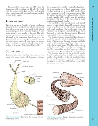 Parasympathetic neurons leave the CNS (from the
brain-stem) with cranial nerves III, VII, IX, X and
with the nerve roots of S2, 3 and 4 to reach ganglia
where they synapse with postganglionic neurons close
to their target organs.
PERIPHERAL NERVES
Peripheral nerves are bundles of axons conducting
efferent (motor) impulses from cells in the anterior
horn of the spinal cord to the muscles, and afferent
(sensory) impulses from peripheral receptors via cells
in the posterior root ganglia to the cord. They also
convey sudomotor and vasomotor ﬁbres from gan-
glion cells in the sympathetic chain. Some nerves are
predominantly motor, some predominantly sensory;
the larger trunks are mixed, with motor and sensory
axons running in separate bundles. Detailed periph-
eral nerve structure is described in Chapter 11.
SKELETAL MUSCLE
Each skeletal muscle belly, held within a connective
tissue epimysium, consists of thousands of muscle
ﬁbres, separated into bundles (or fascicles). Each fasci-
cle is surrounded by a ﬂimsy perimysium which
envelops anything up to about 100 muscle ﬁbres;
large muscles concerned with mass movement, like
the glutei or quadriceps, have a large number of ﬁbres
in each fascicle, while muscles used for precision
movements (like those of the hand) have a much
smaller number in each bundle.
The muscle ﬁbre is the important unit of all striated
muscle. Lying in a barely discernable connective tissue
cover, or endomysium, it is in actuality a single cell
with a cell membrane (the sarcolemma), a type of
cytoplasm (or sarcoplasm), mitochondria and many
thousands of nuclei; its diameter is about 10 μm at
birth and 60–80 μm in mature adults.
The ﬁbre itself consists of many tiny (1 μm diameter)
myoﬁbrils, each of which is striated: dark bands con-
sisting of thick myosin ﬁlaments alternate with light
bands of thin actin ﬁlaments (A and I bands respec-
tively). In the middle of each A band is a lighter H zone
and in the middle of the I band there is a dark thin Z
line. The portion of the myoﬁbril between two Z lines
is the sarcomere, representing a single contractile unit.
The α-motor neuron and the group of muscle
ﬁbres it supplies constitute a single motor unit; the
number of muscle ﬁbres in the unit may be less than
ﬁve in muscles concerned with ﬁne manipulatory
movements or more than 100 in those employed in
gross power movements.
Neuromusculardisorders
227
10
Ventral root
Dorsal root
Sensory ganglion
Nerve
Schwann cell
Myelin
Neuron
Axon
Endoneurium
Perineurium
Epineurium
Fascicle
Striated muscle
10.3 Nerve structure Diagram of the structural elements
of a peripheral nerve.
Perimysium
Fascicle
Endomysium
Muscle
Blood vessel
Muscle fibre
Muscle fibre
Sarcolemma
Z band
10.4 Muscle structure Diagram showing the structural
elements of striated muscle.
 