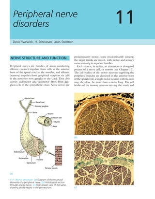 NERVE STRUCTURE AND FUNCTION
Peripheral nerves are bundles of axons conducting
efferent (motor) impulses from cells in the anterior
horn of the spinal cord to the muscles, and afferent
(sensory) impulses from peripheral receptors via cells
in the posterior root ganglia to the cord. They also
convey sudomotor and vasomotor ﬁbres from gan-
glion cells in the sympathetic chain. Some nerves are
predominantly motor, some predominantly sensory;
the larger trunks are mixed, with motor and sensory
axons running in separate bundles.
Each axon is, in reality, an extension or elongated
process of a nerve cell, or neuron (see Chapter 10).
The cell bodies of the motor neurons supplying the
peripheral muscles are clustered in the anterior horn
of the spinal cord; a single motor neuron with its axon
may, therefore, be more than a metre long. The cell
bodies of the sensory neurons serving the trunk and
Peripheral nerve
disorders 11
11.1 Nerve structure (a) Diagram of the structural
elements of a peripheral nerve. (b) Histological section
through a large nerve. (c) High-power view of the same,
showing blood vessels in the perineurium.
(a)
(c)
(b)
David Warwick, H. Srinivasan, Louis Solomon
 
