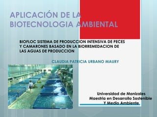 BIOFLOC SISTEMA DE PRODUCCION INTENSIVA DE PECES
Y CAMARONES BASADO EN LA BIORREMEDACION DE
LAS AGUAS DE PRODUCCION
APLICACIÓN DE LA
BIOTECNOLOGIA AMBIENTAL
Universidad de Manizales
Maestria en Desarrollo Sostenible
Y Medio Ambiente
CLAUDIA PATRICIA URBANO MAURY
 