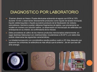 DIAGNOSTICO POR LABORATORIO
 Examen directo en fresco: Puede efectuarse aclarando el esputo con KOH al 15%
durante 10 min u observando directamente productos como líquido de lavado bronquial,
líquido cefalorraquídeo o líquido purulento producto de la fistulización de nódulos
subcutáneos. Asmismo pueden utilizarse fragmentos de tejidos, que previamente se
muelen en mortero con solución salina. La observación al microscopio de esférulas con
endosporas en su interior, es confirmatoria de la micosis
 Debe procederse al cultivo de los mismos productos mencionados anteriormente en
(agar dextrosa Sabouraud con cicloheximida), incubándose a 25-30°C y en siete días
podrán observarse las siguientes características:
 La intradermorreacción con coccidioidina resulta positiva cuatro a 2O días después que
aparecen los síntomas; la esferulina es más eficaz que la anterior , de ahí que sea útil
ante anergia.
 