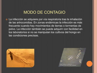 MODO DE CONTAGIO
 La infección se adquiere por vía respiratoria tras la inhalación
de las artroconidias. En zonas endémicas la infección es más
frecuente cuando hay movimientos de tierras o tormentas de
polvo. La infección también se puede adquirir con facilidad en
los laboratorios si no se manipulan los cultivos del hongo en
las condiciones precisas.
 