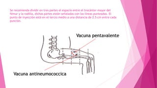 Se recomienda dividir en tres partes el espacio entre el trocánter mayor del
fémur y la rodilla, dichas partes están señaladas con las líneas punteadas. El
punto de inyección está en el tercio medio a una distancia de 2.5 cm entre cada
punción.

Vacuna pentavalente

Vacuna antineumococcica

 