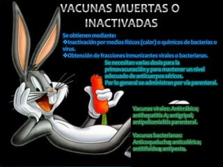 Se obtienen mediante:
Inactivación por medios físicos (calor) o químicos de bacterias o
virus.
Obtención de fracciones inmunizantes virales o bacterianas.
Se necesitan varias dosis para la
primovacunación y para mantener un nivel
adecuado de anticuerpos séricos.
Por lo general se administran por vía parenteral.

Vacunas virales: Antirrábica;
antihepatitis A; antigripal;
antipoliomielitis parenteral.

Vacunas bacterianas:
Anticoqueluche; anticolérica;
antitifoidea; antipeste.

 