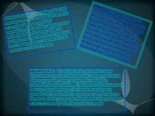 NEUMOCOCO: Es una bacteria que puede causar
infecciones en partes diferentes del cuerpo, muchas de
ellas muy graves, como por ejemplo meningitis,
pulmonía, sinusitis, otitis… El neumococo es una bacteria
que vive naturalmente en los humanos en la parte
posterior de la nariz. Muchas personas son portadoras
de esta bacteria y nunca se enferman. Se inyecta la dosis
a los 2-4-6 meses y entre los 12 y los 15 meses

 