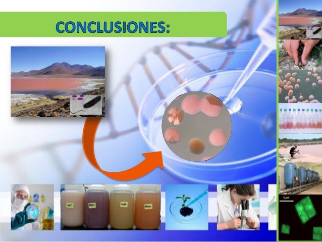 Aplicaciones biotecnol gicas de los microorganismos mobile legends