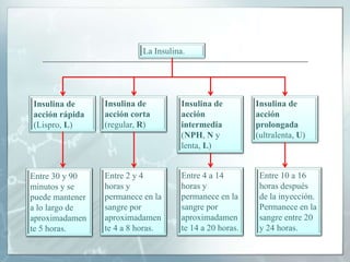 En personas normales las células Beta liberan insulina con el fin de metabolizar el azúcar o la glucosa obtenida de los alimentos.La Insulina.Insulina de acción intermedia (NPH, N y lenta, L) Insulina de acción corta (regular, R)Insulina de acción prolongada (ultralenta, U) Insulina de acción intermedia (NPH, N y lenta, L) Insulina de acción rápida (Lispro, L) Insulina de acción corta (regular, R)Insulina de acción prolongada (ultralenta, U) Entre 10 a 16 horas después de la inyección. Permanece en la sangre entre 20 y 24 horas.Entre 4 a 14 horas y permanece en la sangre por aproximadamente 14 a 20 horas.Entre 2 y 4 horas y permanece en la sangre por aproximadamente 4 a 8 horas.Entre 10 a 16 horas después de la inyección. Permanece en la sangre entre 20 y 24 horas.Entre 4 a 14 horas y permanece en la sangre por aproximadamente 14 a 20 horas.Entre 2 y 4 horas y permanece en la sangre por aproximadamente 4 a 8 horas.Entre 30 y 90 minutos y se puede mantener a lo largo de aproximadamente 5 horas.Entre 30 y 90 minutos y se puede mantener a lo largo de aproximadamente 5 horas.