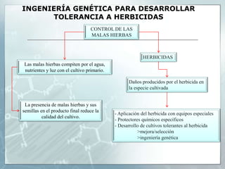 INGENIERÍA GENÉTICA PARA DESARROLLAR RESISTENCIA A PLAGAS Y ENFERMEDADESPlantas sometidas a condiciones desfavorablesOrganismos perjudicialesVirusViroidesBacteriasHongosInsectosNematodosDesarrollo de la enfermedadResistencia frente al patógenoDesarrollo de variedades más resistentes al ataque de patógenos y plagas- Mejora clásica- Alternancia de cultivos- Pesticidas- Programas integrados para control de plagas o lucha biológica- Biotecnología vegetal (conocimiento de los mecanismos   moleculares asociados a la respuesta natural de defensa de las plantas)