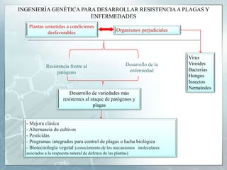 CULTIVOS TRANSGÉNICOS Y DESARROLLO SOSTENIBLELos cultivos transgénicos contribuyen al desarrollo sostenible de varias formas:a) Contribución a la seguridad alimentaria y a la producción de alimentos a precios más bajos.	b) Conservación de la biodiversidad.	c) Contribución a la lucha contra la pobreza y el hambre.	d) Reducción de la huella ecológica de la agricultura.	e) Contribución a la lucha contra el cambio climático y a la reducción de gases de efecto invernadero.	f) Contribución a la producción rentable de biocombustibles.	g) Contribución a la obtención de beneficios económicos sostenibles