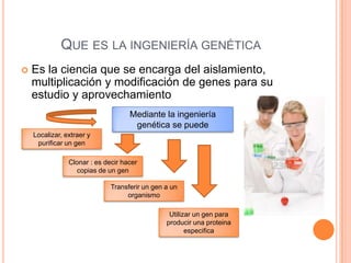 QUE ES LA INGENIERÍA GENÉTICA
   Es la ciencia que se encarga del aislamiento,
    multiplicación y modificación de genes para su
    estudio y aprovechamiento
                                    Mediante la ingeniería
                                     genética se puede
    Localizar, extraer y
     purificar un gen

                Clonar : es decir hacer
                  copias de un gen

                              Transferir un gen a un
                                   organismo

                                                 Utilizar un gen para
                                                producir una proteina
                                                       especifica
 