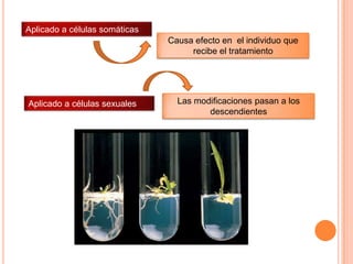 Aplicado a células somáticas
                               Causa efecto en el individuo que
                                    recibe el tratamiento




Aplicado a células sexuales      Las modificaciones pasan a los
                                        descendientes
 