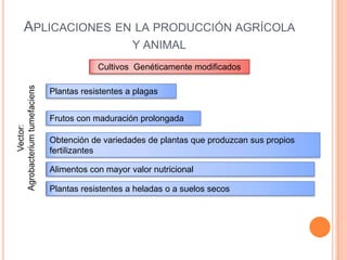 APLICACIONES EN LA PRODUCCIÓN AGRÍCOLA
                        Y ANIMAL
               Cultivos Genéticamente modificados

   Plantas resistentes a plagas


   Frutos con maduración prolongada

   Obtención de variedades de plantas que produzcan sus propios
   fertilizantes

   Alimentos con mayor valor nutricional

   Plantas resistentes a heladas o a suelos secos
 