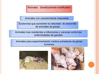 Animales Genéticamente modificados



        Animales con características mejoradas

   Sustancias que aumenten la velocidad de desarrollo
                 de animales de granja

Animales mas resistentes a infecciones y vacunas contra las
                enfermedades de ganado

Animales para experimentación medica portadores de genes
                       humanos
 
