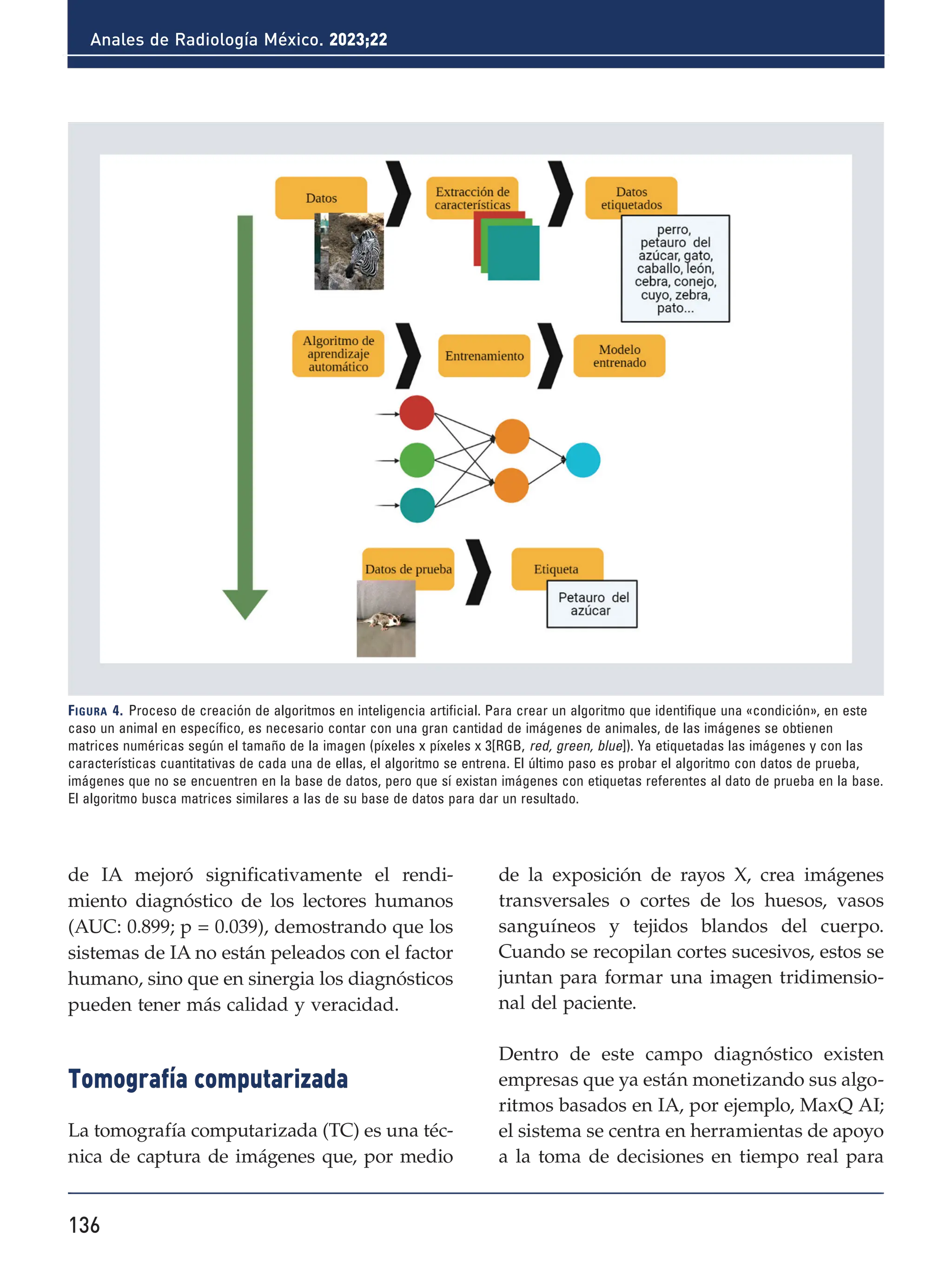 136
Anales de Radiología México. 2023;22
de IA mejoró significativamente el rendi-
miento diagnóstico de los lectores humanos
(AUC: 0.899; p = 0.039), demostrando que los
sistemas de IA no están peleados con el factor
humano, sino que en sinergia los diagnósticos
pueden tener más calidad y veracidad.
Tomografía computarizada
La tomografía computarizada (TC) es una téc-
nica de captura de imágenes que, por medio
de la exposición de rayos X, crea imágenes
transversales o cortes de los huesos, vasos
sanguíneos y tejidos blandos del cuerpo.
Cuando se recopilan cortes sucesivos, estos se
juntan para formar una imagen tridimensio-
nal del paciente.
Dentro de este campo diagnóstico existen
empresas que ya están monetizando sus algo-
ritmos basados en IA, por ejemplo, MaxQ AI;
el sistema se centra en herramientas de apoyo
a la toma de decisiones en tiempo real para
Figura 4. Proceso de creación de algoritmos en inteligencia artificial. Para crear un algoritmo que identifique una «condición», en este
caso un animal en específico, es necesario contar con una gran cantidad de imágenes de animales, de las imágenes se obtienen
matrices numéricas según el tamaño de la imagen (píxeles x píxeles x 3[RGB, red, green, blue]). Ya etiquetadas las imágenes y con las
características cuantitativas de cada una de ellas, el algoritmo se entrena. El último paso es probar el algoritmo con datos de prueba,
imágenes que no se encuentren en la base de datos, pero que sí existan imágenes con etiquetas referentes al dato de prueba en la base.
El algoritmo busca matrices similares a las de su base de datos para dar un resultado.
 