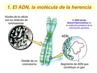 1. El ADN, la molécula de la herencia
Núcleo de la célula
con su dotación de
cromosomas
Detalle de un
cromosoma Segmento de ADN que
constituye un gen
ADN
El ADN (ácido
desoxirribonucleico) es
la molécula portadora de la
información genética
 