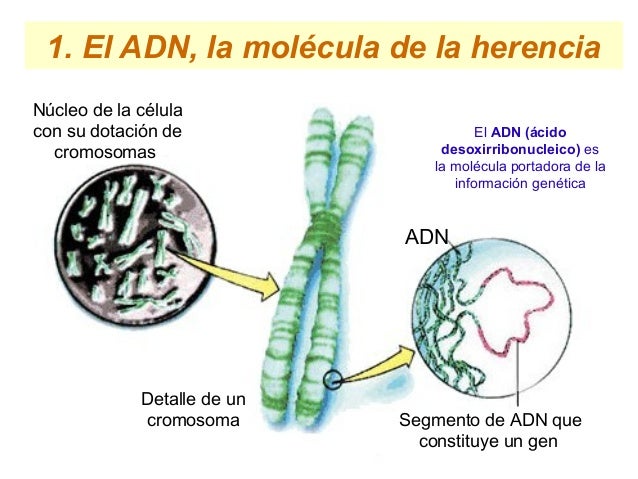 Resultado de imagen para GENÃTICA, ADN