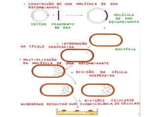 Aplicações da biotecnologia