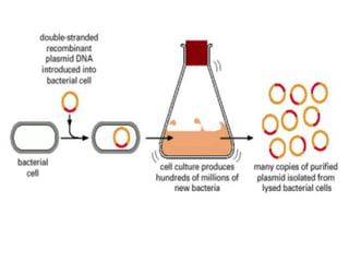 Aplicações da biotecnologia