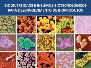BIODIVERSIDADE E INSUMOS BIOTECNOLÓGICOS
  PARA DESENVOLVIMENTO DE BIOPRODUTOS
 