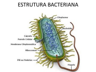 ESTRUTURA BACTERIANA
 