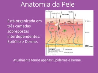 Anatomia da Pele
Está organizada em
três camadas
sobrepostas
interdependentes:
Epitélio e Derme.
Atualmente temos apenas: Epiderme e Derme.
 