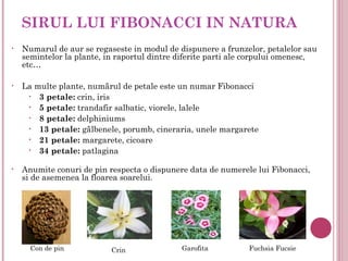 SIRUL LUI FIBONACCI IN NATURA
•   Numarul de aur se regaseste in modul de dispunere a frunzelor, petalelor sau
    semintelor la plante, in raportul dintre diferite parti ale corpului omenesc,
    etc…

•   La multe plante, numărul de petale este un numar Fibonacci
     • 3 petale: crin, iris
     • 5 petale: trandafir salbatic, viorele, lalele
     • 8 petale: delphiniums
     • 13 petale: gălbenele, porumb, cineraria, unele margarete
     • 21 petale: margarete, cicoare
     • 34 petale: patlagina


•   Anumite conuri de pin respecta o dispunere data de numerele lui Fibonacci,
    si de asemenea la floarea soarelui.




      Con de pin           Crin              Garofita          Fuchsia Fucsie
 