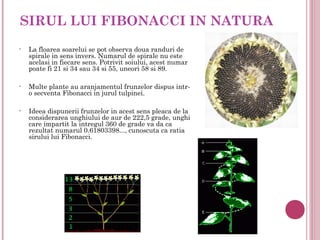 SIRUL LUI FIBONACCI IN NATURA
•   La floarea soarelui se pot observa doua randuri de
    spirale in sens invers. Numarul de spirale nu este
    acelasi in fiecare sens. Potrivit soiului, acest numar
    poate fi 21 si 34 sau 34 si 55, uneori 58 si 89.

•   Multe plante au aranjamentul frunzelor dispus intr-
    o secventa Fibonacci in jurul tulpinei.

•   Ideea dispunerii frunzelor in acest sens pleaca de la
    considerarea unghiului de aur de 222,5 grade, unghi
    care impartit la intregul 360 de grade va da ca
    rezultat numarul 0.61803398..., cunoscuta ca ratia
    sirului lui Fibonacci.
 