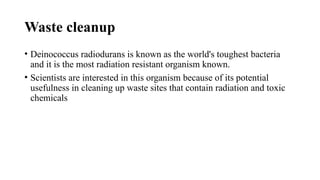 Waste cleanup
• Deinococcus radiodurans is known as the world's toughest bacteria
and it is the most radiation resistant organism known.
• Scientists are interested in this organism because of its potential
usefulness in cleaning up waste sites that contain radiation and toxic
chemicals
 