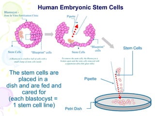 Pipette Pipette Stem Cells Petri Dish Human Embryonic Stem Cells To remove the stem cells, the Blastocyst is broken open and the stem cells removed with a pipette(an ultra thin glass tube) The stem cells are placed in a  dish and are fed and cared for (each blastocyst =  1 stem cell line) Stem Cells “ Blueprint”  cells Blastocyst - from In Vitro Fertilization Clinic Stem Cells “ Blueprint” cells A Blastocyst is a hollow ball of cells with a small clump of stem cells inside   