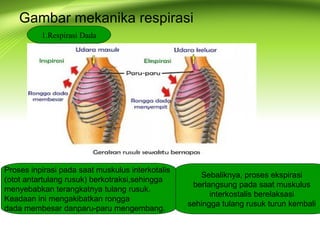 Gambar mekanika respirasi 
Proses inpirasi pada saat muskulus interkotalis 
(otot antartulang rusuk) berkotraksi,sehingga 
menyebabkan terangkatnya tulang rusuk. 
Keadaan ini mengakibatkan rongga 
dada membesar danparu-paru mengembang. 
Sebaliknya, proses ekspirasi 
berlangsung pada saat muskulus 
interkostalis berelaksasi 
sehingga tulang rusuk turun kembali 
1.Respirasi Dada 
 