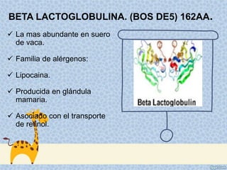 BETA LACTOGLOBULINA. (BOS DE5) 162AA.
 La mas abundante en suero
de vaca.
 Familia de alérgenos:
 Lipocaina.
 Producida en glándula
mamaria.
 Asociado con el transporte
de retinol.
 