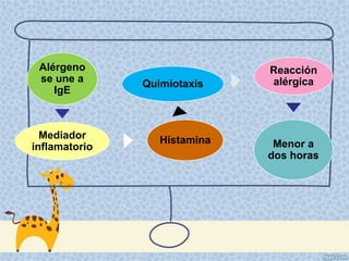 Alérgeno
se une a
IgE
Mediador
inflamatorio
Histamina
Quimiotaxis
Reacción
alérgica
Menor a
dos horas
 