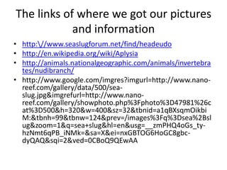 The links of where we got our pictures and informationhttp:\//www.seaslugforum.net/find/headeudohttp://en.wikipedia.org/wiki/Aplysiahttp://animals.nationalgeographic.com/animals/invertebrates/nudibranch/http://www.google.com/imgres?imgurl=http://www.nano-reef.com/gallery/data/500/sea-slug.jpg&imgrefurl=http://www.nano-reef.com/gallery/showphoto.php%3Fphoto%3D47981%26cat%3D500&h=320&w=400&sz=32&tbnid=a1qBXsqmOikbiM:&tbnh=99&tbnw=124&prev=/images%3Fq%3Dsea%2Bslug&zoom=1&q=sea+slug&hl=en&usg=__zmPHQ4oGs_ty-hzNmt6qPB_iNMk=&sa=X&ei=nxGBTOG6HoGC8gbc-dyQAQ&sqi=2&ved=0CBoQ9QEwAA