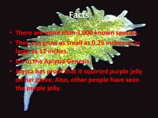 FactsThere are more than 3,000 known species.They can grow as small as 0.25 inches or as large as 12 inches.It’s in the Aplysia Genesis. Alyssa has proof that it squirted purple jelly on her glove. Also, other people have seen the purple jelly. 