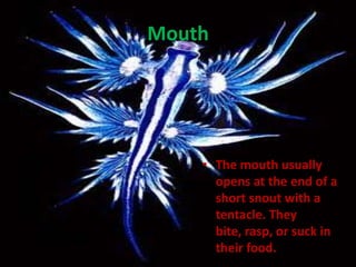 MouthThe mouth usually opens at the end of a short snout with a tentacle. They bite, rasp, or suck in their food.