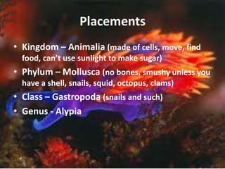 Placements Kingdom – Animalia(made of cells, move, find food, can’t use sunlight to make sugar) Phylum – Mollusca(no bones, smushyunless you have a shell, snails, squid, octopus, clams)Class – Gastropoda(snails and such) Genus - Alypia
