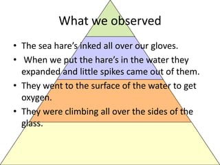 What we observedThe sea hare’s inked all over our gloves. When we put the hare’s in the water they expanded and little spikes came out of them.They went to the surface of the water to get oxygen.They were climbing all over the sides of the glass.