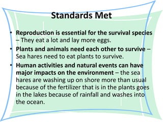 Standards MetReproduction is essential for the survival species – They eat a lot and lay more eggs. Plants and animals need each other to survive – Sea hares need to eat plants to survive. Human activities and natural events can have major impacts on the environment – the sea hares are washing up on shore more than usual because of the fertilizer that is in the plants goes in the lakes because of rainfall and washes into the ocean. 