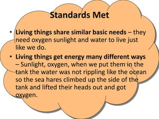Standards MetLiving things share similar basic needs – they need oxygen sunlight and water to live just like we do. Living things get energy many different ways – Sunlight, oxygen, when we put them in the tank the water was not rippling like the ocean so the sea hares climbed up the side of the tank and lifted their heads out and got oxygen. 