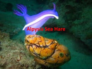 Alpysia Sea Hare 
