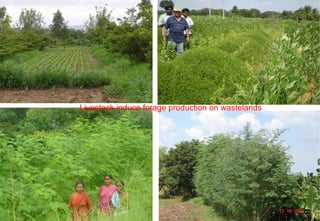 Livestock goods - Pathways out of poverty:  experiences from South Asia