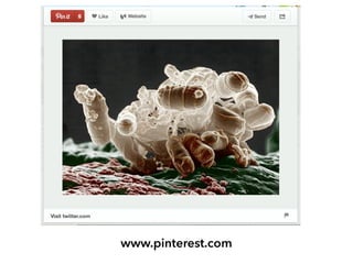 www.pinterest.com
 